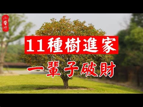 家裡種樟樹好嗎|家裡可以種樟樹嗎